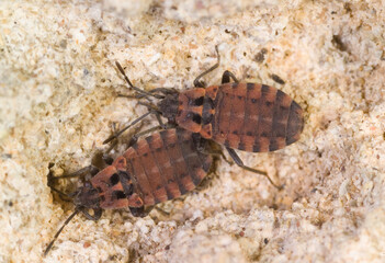 Emittero. True bug Apterola kuenckeli..