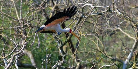Yellow-billed Stork in flight. Mycteria ibis, Bioparc, Doué la Fontaine, Doué en Anjou, Maine et...