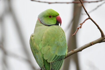 Rose-ringed Parakeet (Psittacula krameri), also called ring-necked parakeet or ringneck parrot, is an introduced species in parks, gardens, and cities like London across the UK and Europe.