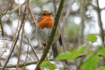 European Robin (Erithacus rubecula), or redbreast, perches on a branch in a nature reserve in the UK. European Robins have an orange face and breast and white belly. They sing in gardens and parks.