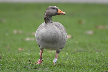  Greylag goose (Anser anser), wild graylag with ring or band on leg for scientific research. Graylag is a gray European goose, the wild ancestor of domestic geese. Scientists study banded birds.