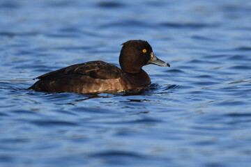 Female Tufted Duck (Aythya fuligula) swimming on blue water. The tufted pochard is a diving duck of Europe and Great Britain. Hen waterfowl with yellow eye, brown head and body with short crest.