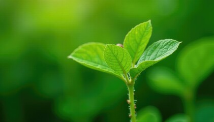 Buckwheat leaves with tiny seeds attached to the stem, foliage, botanical