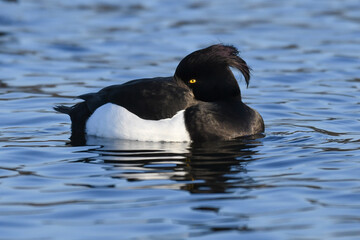 Male Tufted Duck (Aythya fuligula) shows his long crest while sleeping with his head tucked under his wing on blue water. The black and white tufted pochard is a European diving duck.