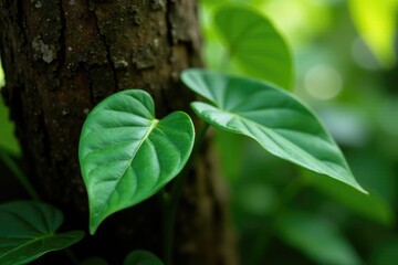 Dainty philodendron leaves curled around a tree trunk, plants, botanical, tropical