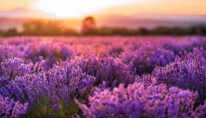 Obraz premium Lavender field at sunset in Provence, France showcasing vibrant purple hues and serene atmosphere