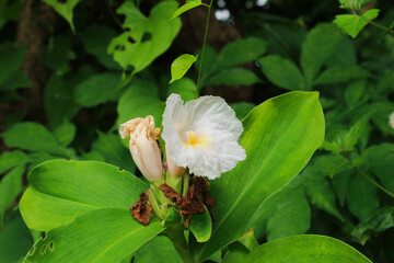 A delicate white flower blooming amidst lush green foliage, showcasing its serene beauty and vibrant contrast.