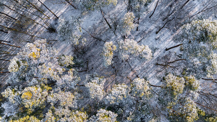 winter landscape. aerial view from drone on snowy winter coniferous-deciduous forest. morning dawn, sun rays