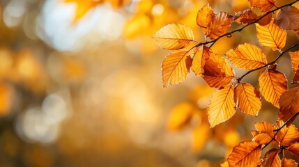 Obraz premium Golden autumn leaves glistening in soft sunlight