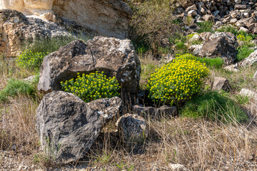  Euphorbia polychroma common name Cushion Spurge in the Golan Heights in Israel.
