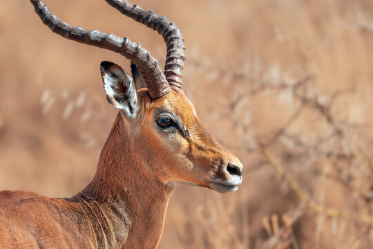A majestic impala (Aepyceros melampus) standing in the African savanna