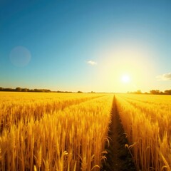 Obraz premium Golden wheat fields stretching towards the sun, golden wheat, sunflowers, fields of gold