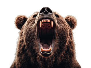 brown bear portrait transparent background