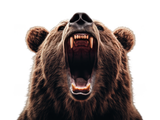 brown bear portrait transparent background