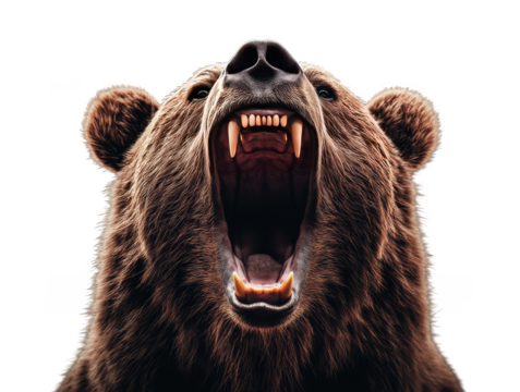 brown bear portrait transparent background