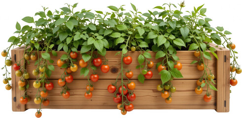 Abundant Cherry Tomatoes Growing in Wooden Planter Box Fresh Red and Yellow Vegetables