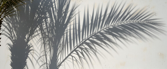 Obraz premium palm tree branches, Palm Tree Shadow