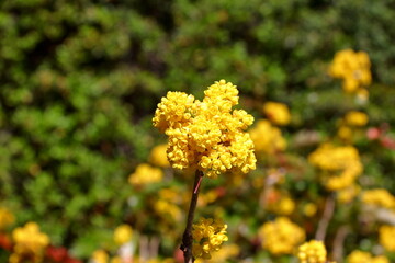 The cliff area or simply the rock area