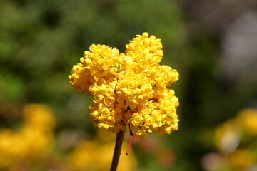 The cliff area or simply the rock area