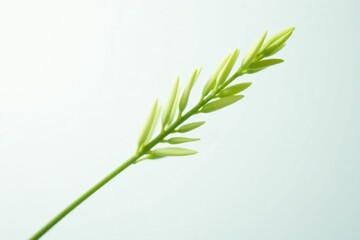 Fototapeta premium Thin isolated stem of field horsetail on white background, macro, horsetail