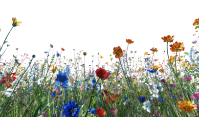 PNG Field of colorful wildflowers sky outdoors blossoms.