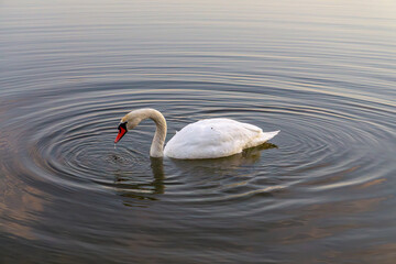 beautiful majestic white swan floating on the water in the winter lake. a wild water bird swimming in a retention reservoir at sunrise. landscape.