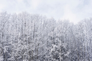 Hoarfrost along Kronborgsetergrenda of rural Toten, Norway, in February 2025.