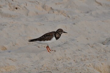 Meerstrandläufer