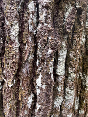 Close up view of a pine tree trunk used as a texture background