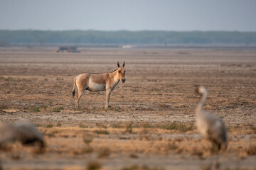 Wild Ass Grazing with Common Cranes at Little Rann of Kutch