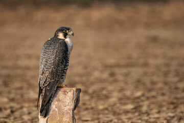 Peregrine Falcon (Falco peregrinus) Sitting on Ground at Little Rann of Kutch