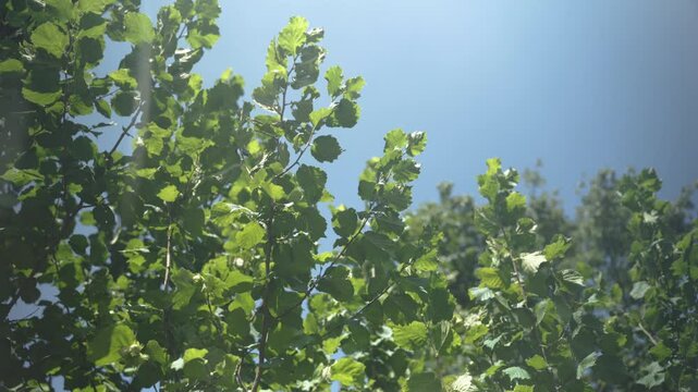 Noisetiers et ses fruits film&eacute; en panoramique et en contre plong&eacute;e