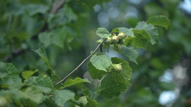 Noisettes vertes dans leurs involucres sur un arbre noisetier