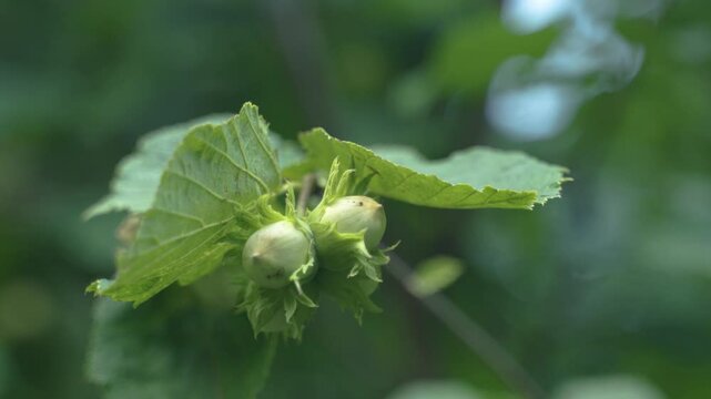 Noisettes vertes dans leurs involucres sur un arbre noisetier
