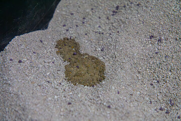cat peeing in the litter box. wet litter in the cat litter box. physiological needs of animals....