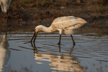 Eurasian Spoonbill foraging in shallow water at Little Rann of Kutch