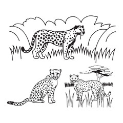  Cute Cheetah on a branch