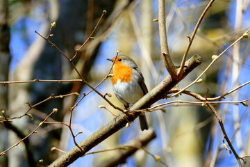 Rouge gorge