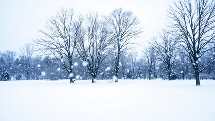 Fototapeta premium Serene Winter Wonderland Snow Falling on Leafless Trees in a Snowy Field