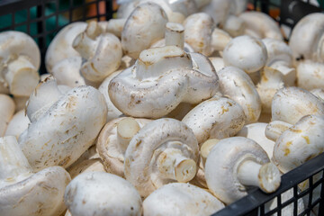 fresh young mushrooms in a crate in the store.