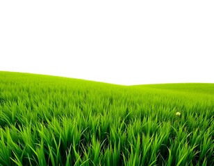 Fototapeta premium Lush green grassland with a gentle curve, isolated on white for a fresh and airy aesthetic