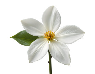 Fototapeta premium Elegant white jasmine flower with delicate fragrant petals, isolated on transparent background