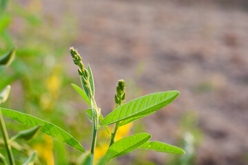 Green plant with long leaves and small shoots at the top of the plant. The blurred eyes show the gaps that make this plant stand out.