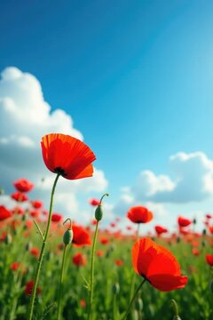 Red poppy blooms in a field against a clear blue sky and fluffy white clouds, bloom,