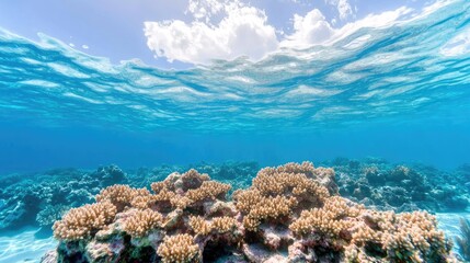 Naklejka premium Underwater Coral Reef, Sunny Day, Tropical Waters, Scuba Diving, Photo Opportunity