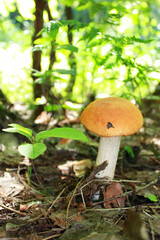 Forest Mushroom in Sunlight