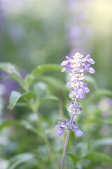 Obraz premium Delicate Lavender Bloom