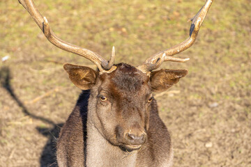 common deer is a large mammal from the deer family. a wild animal with large, impressive antlers in natural conditions.