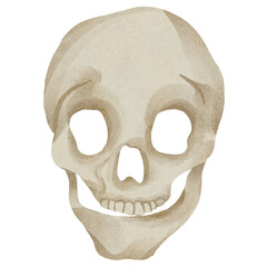 watercolor skull