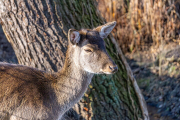young doe wild animal near a tree in the forest